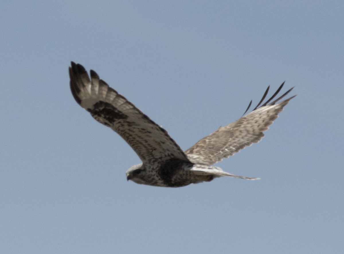 Rough-legged Hawk - ML150994431