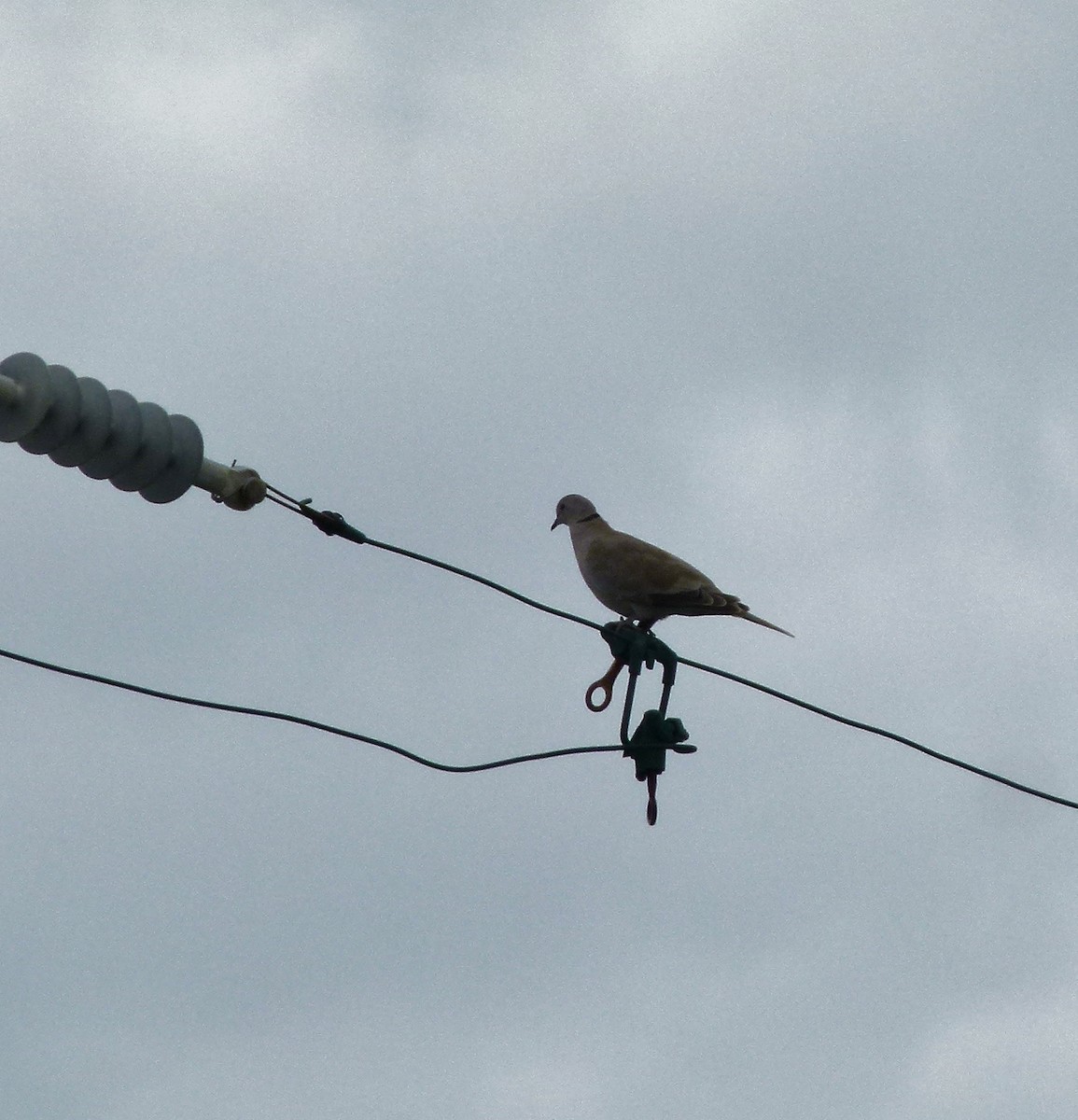 Eurasian Collared-Dove - Susan Killeen