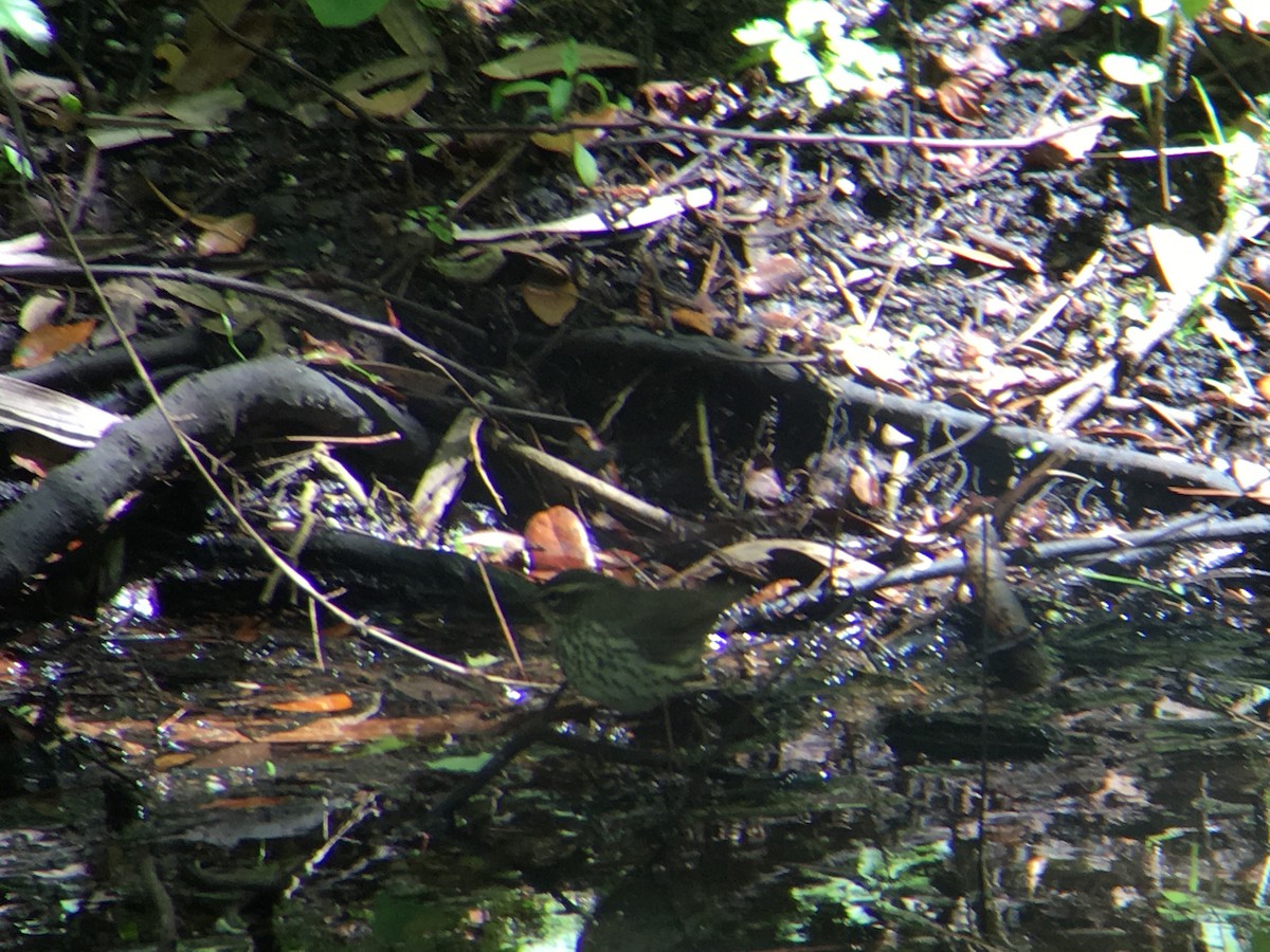 Northern Waterthrush - ML150998771