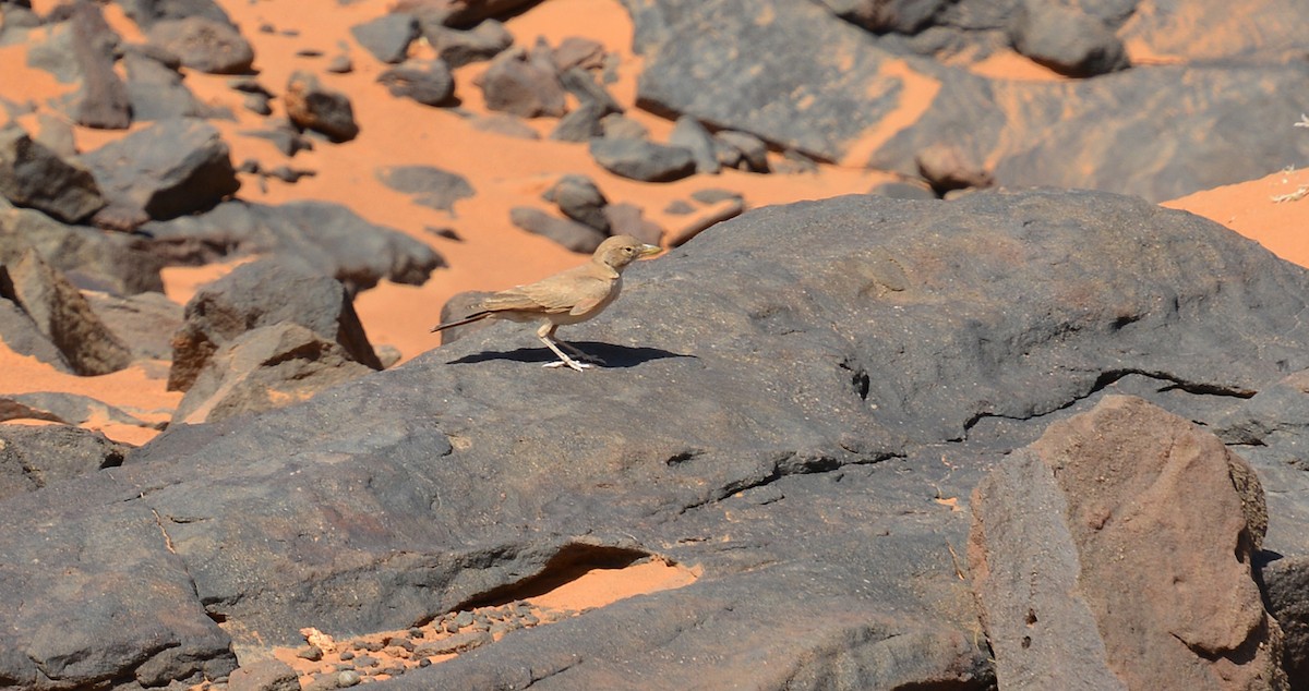 Desert Lark - Detlef Stremke