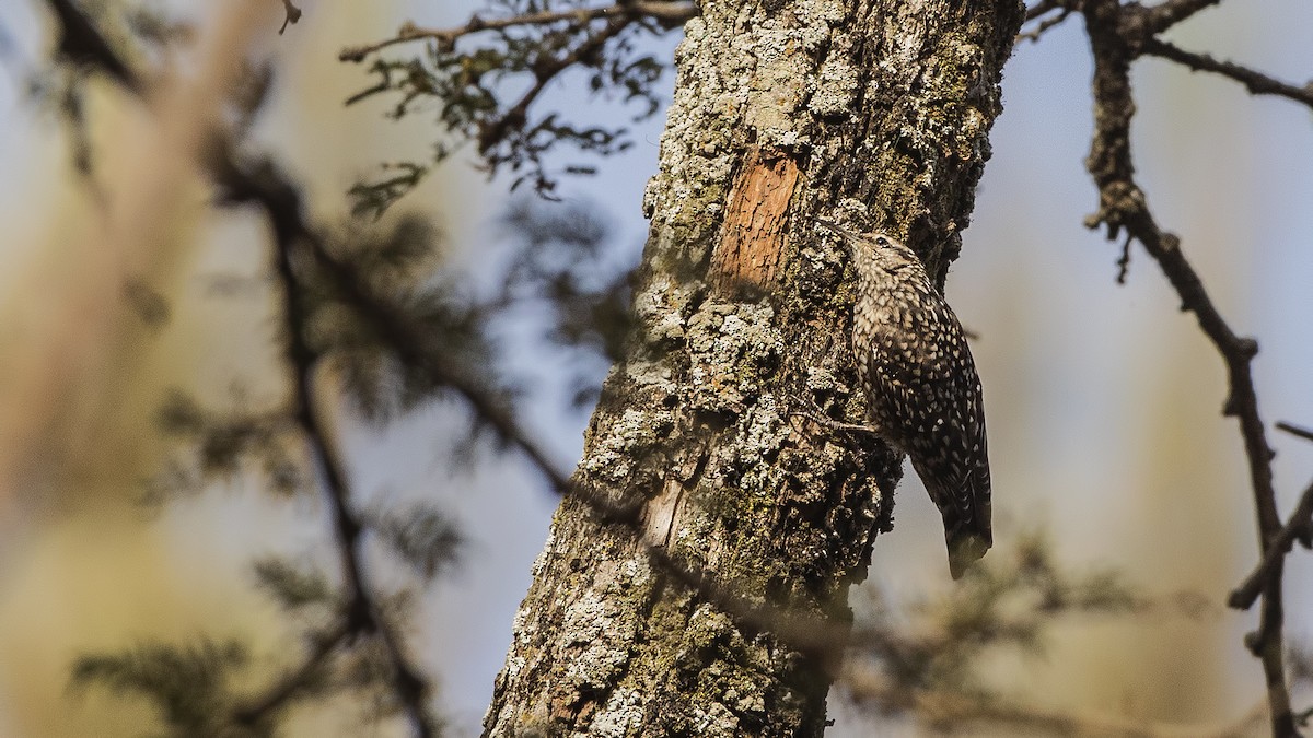 African Spotted Creeper - H. Çağlar Güngör