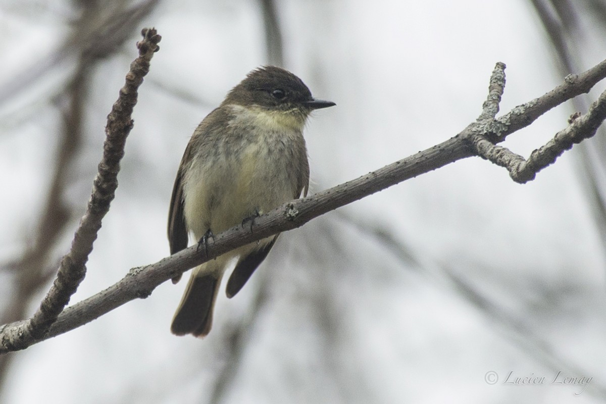 Eastern Phoebe - ML151001371