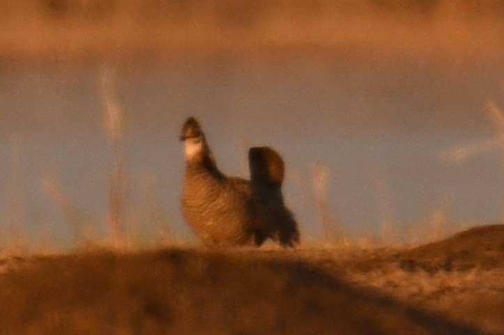 Tétras des prairies - ML151001431