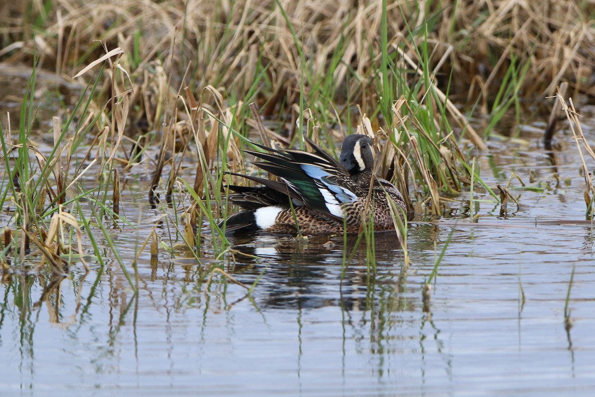 Blue-winged Teal - Sandy C