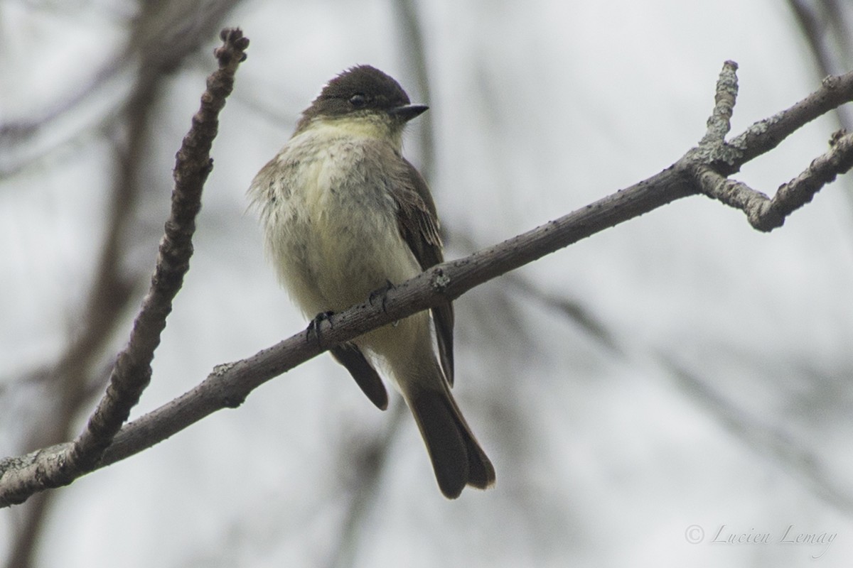 Eastern Phoebe - ML151001601