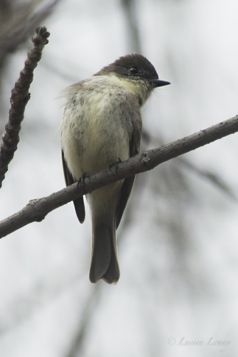 Eastern Phoebe - ML151001791