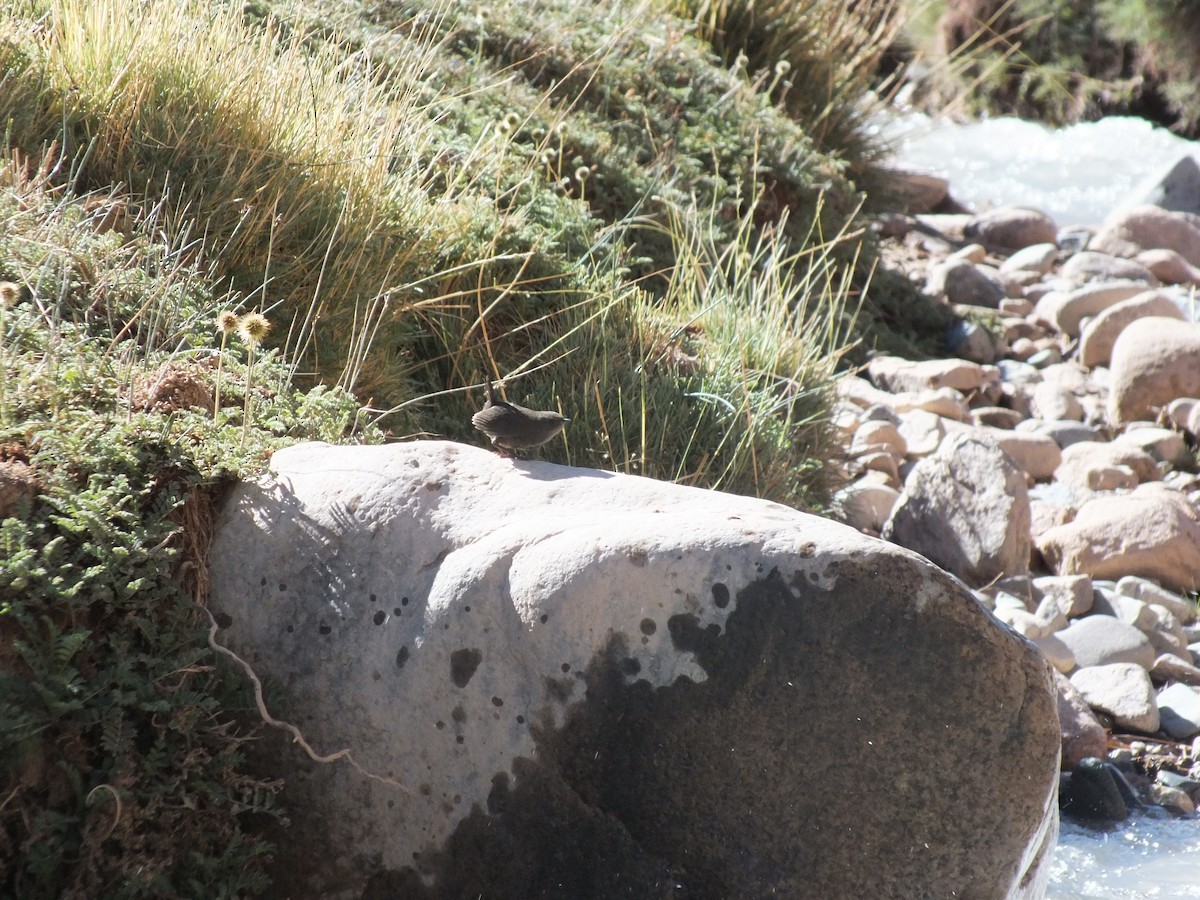 Dusky Tapaculo - ML151002531