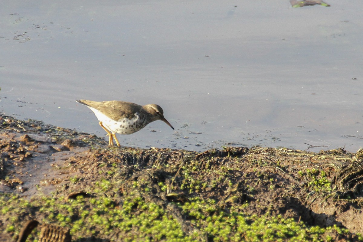 Spotted Sandpiper - ML151003311