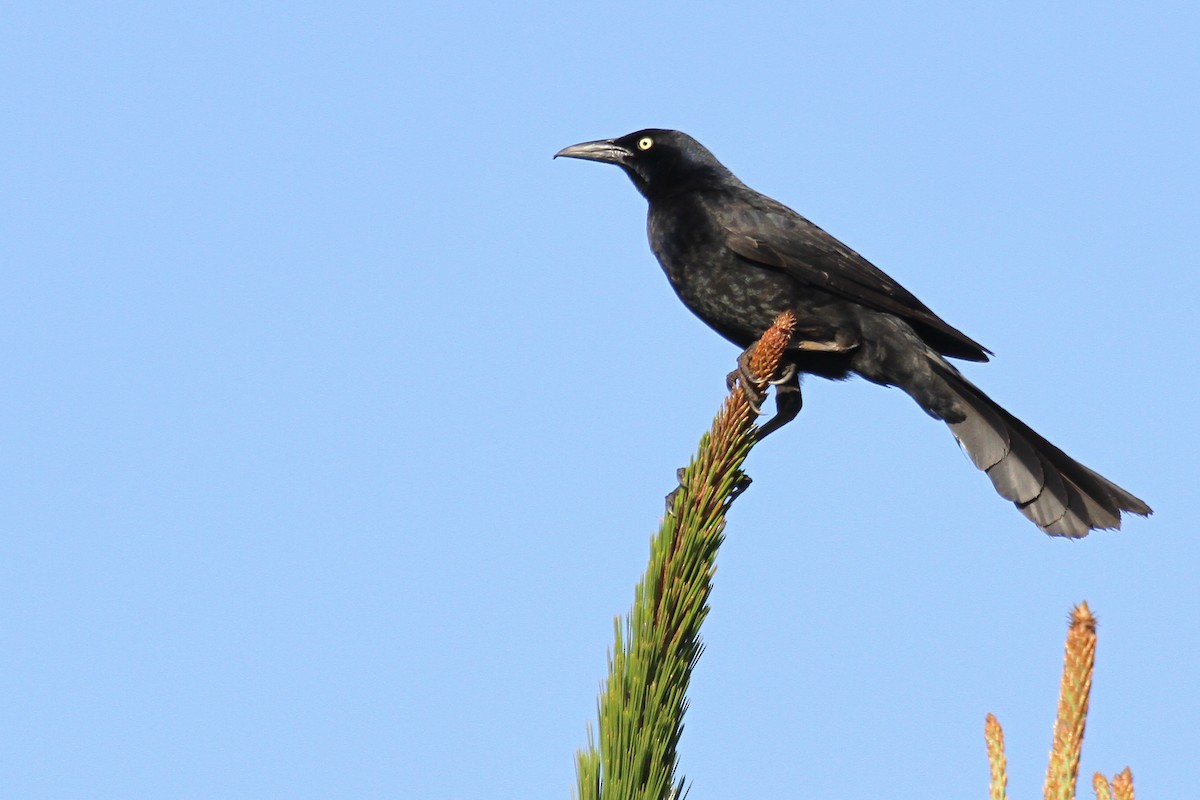 Great-tailed Grackle - ML151003421