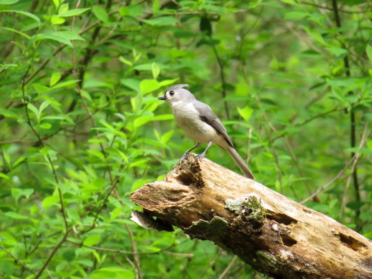 Tufted Titmouse - ML151003431