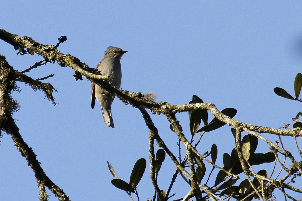 Brown-backed Solitaire - ML151003451