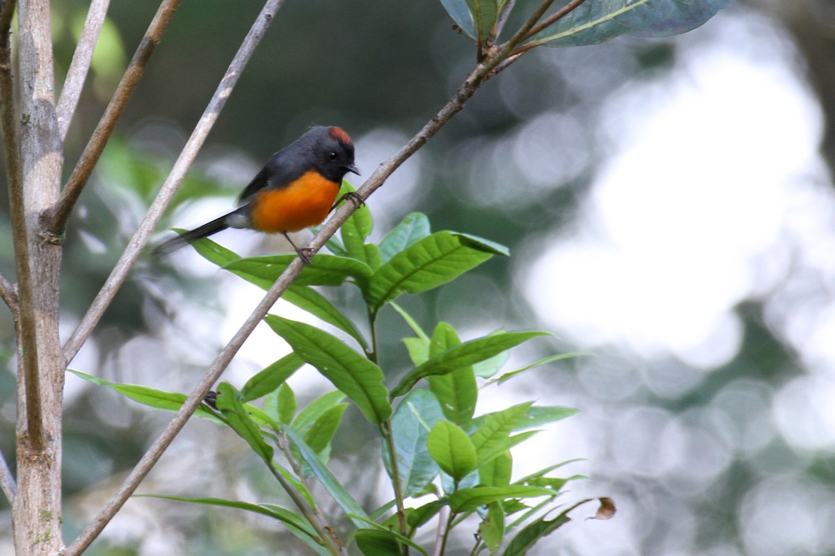 Slate-throated Redstart - ML151003511