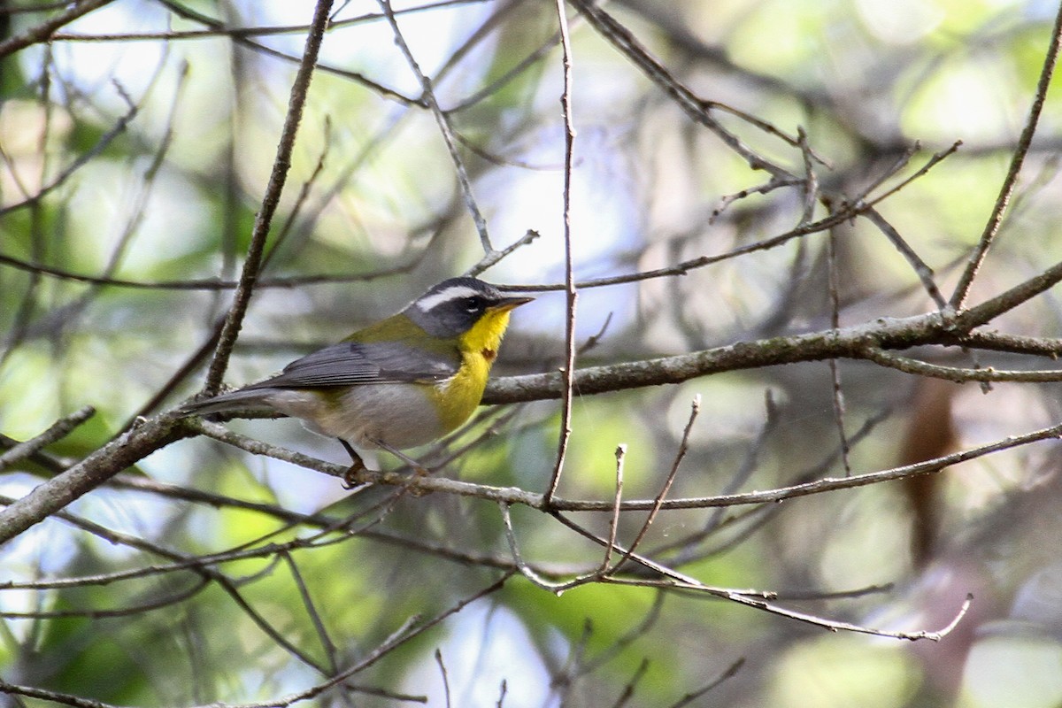 Crescent-chested Warbler - ML151003631