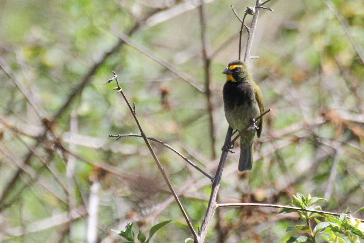 Yellow-faced Grassquit - ML151004511