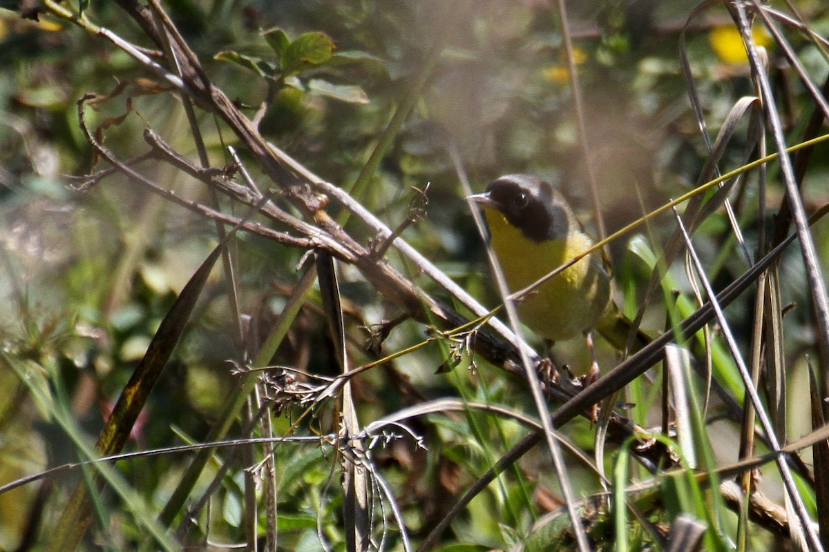 Common Yellowthroat - ML151005521