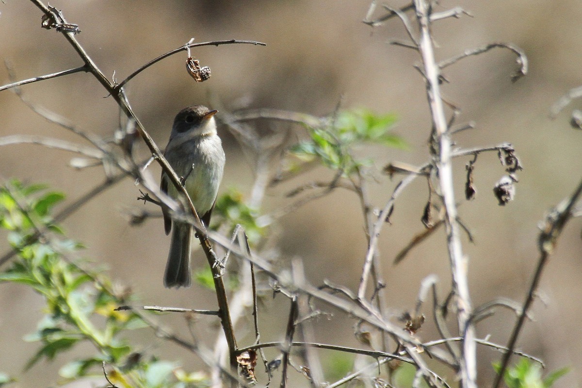 White-throated Flycatcher - ML151005721