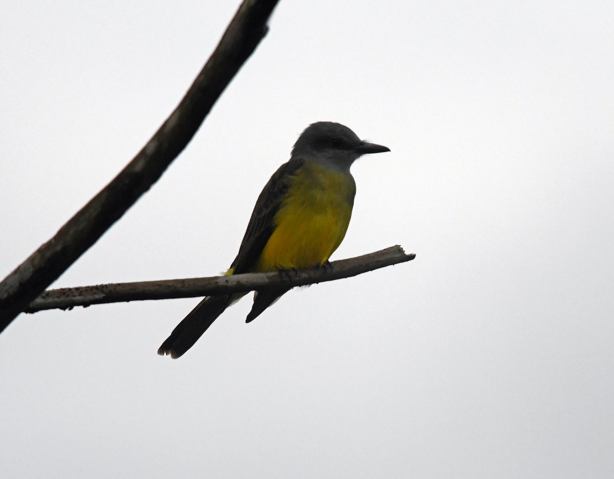 Tropical Kingbird - ML151006661