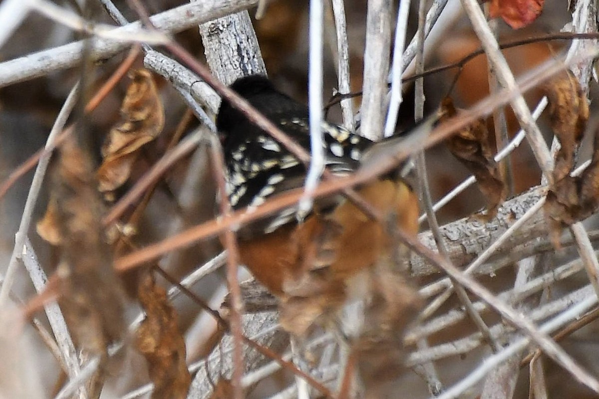 Spotted Towhee - ML151007281