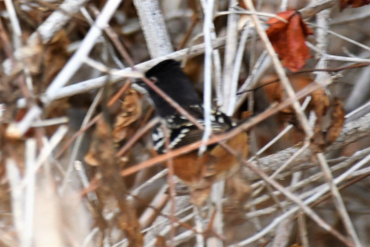 Spotted Towhee - Jim Collins