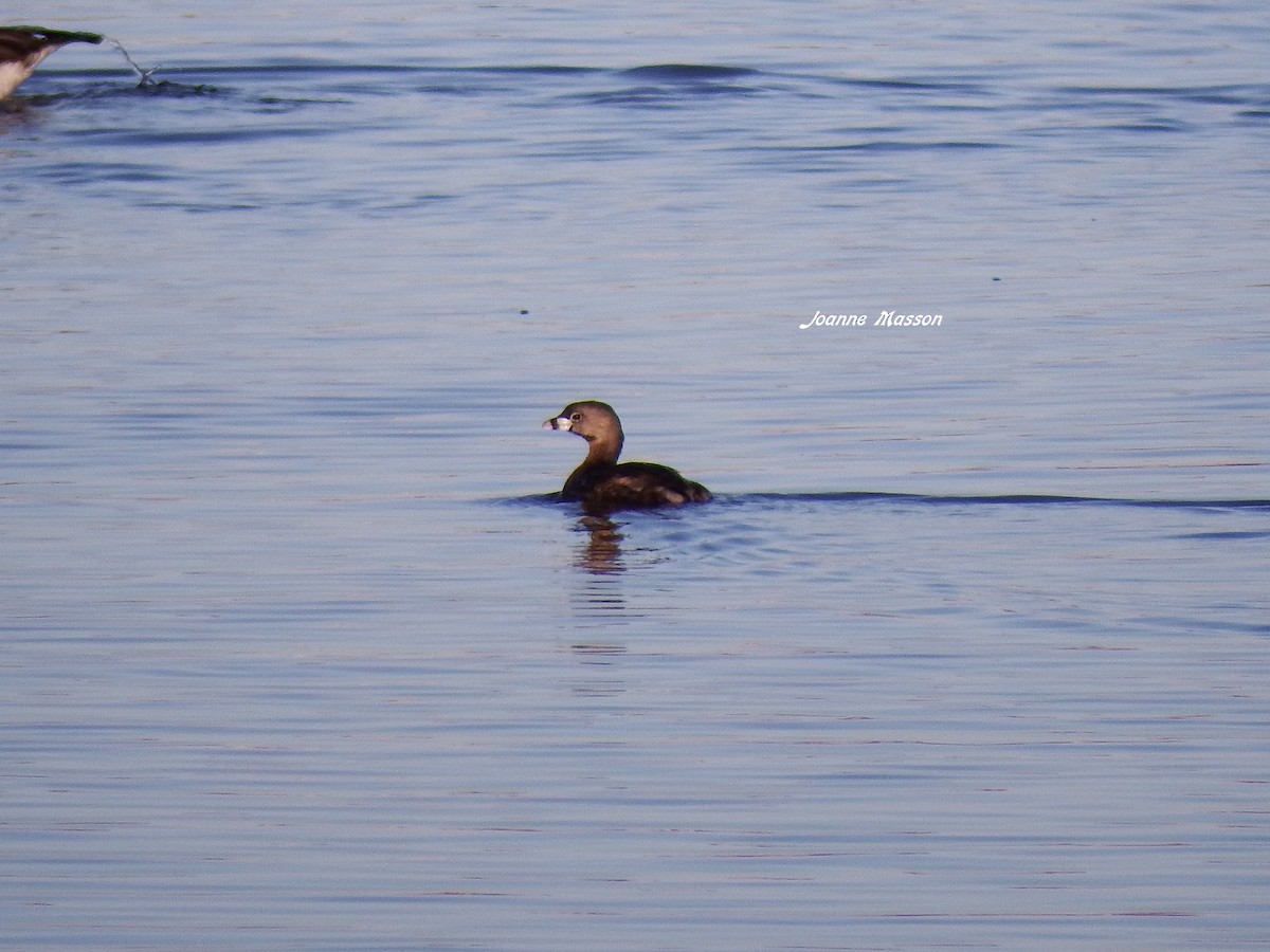 Pied-billed Grebe - ML151007611
