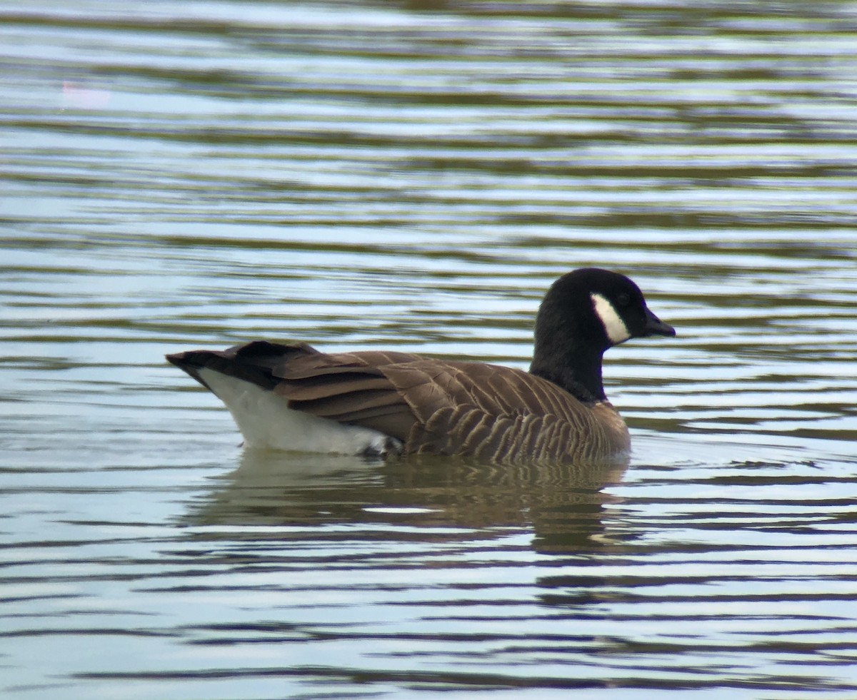 Cackling Goose - David Tomb