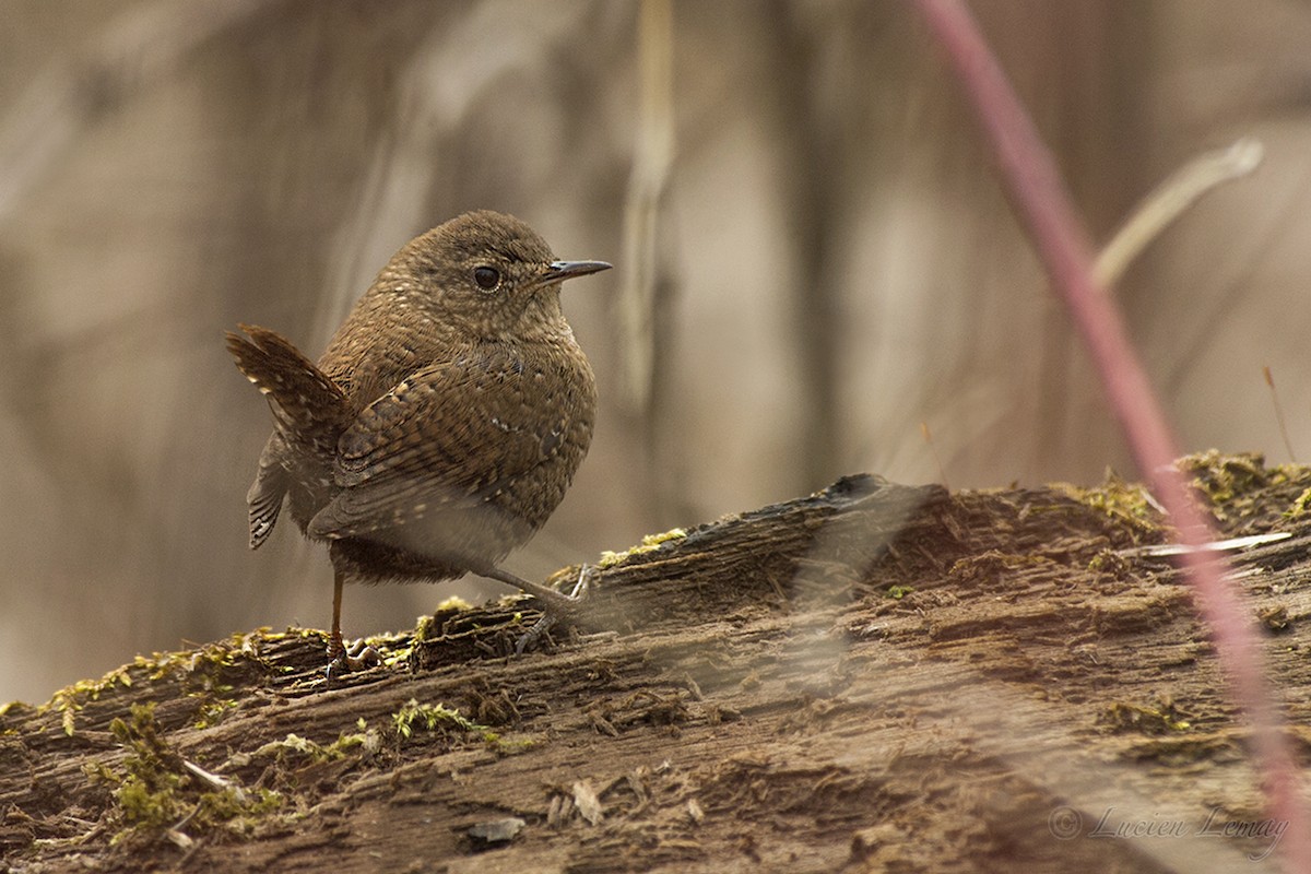 Winter Wren - ML151008371