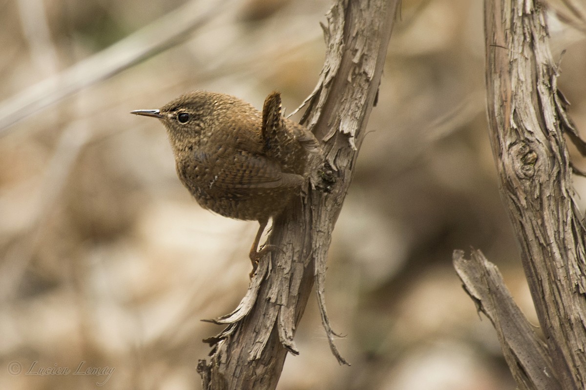 Winter Wren - ML151008441