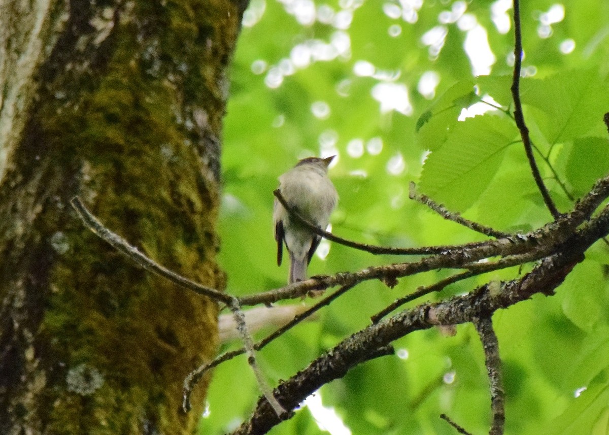 Eastern Wood-Pewee - ML151009331