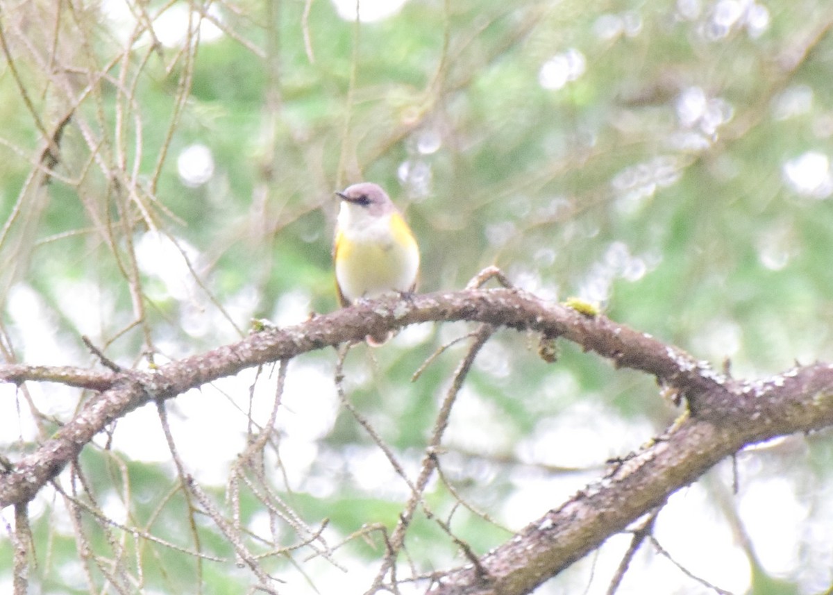 American Redstart - ML151009491