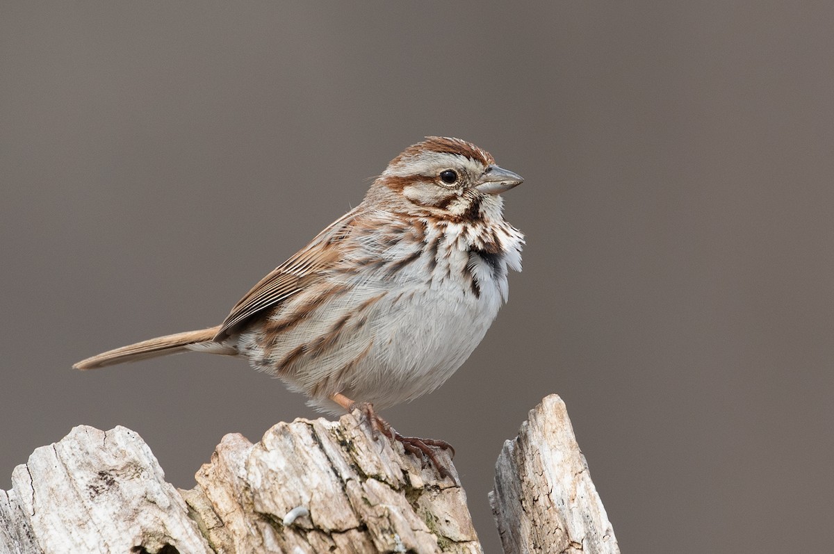 Song Sparrow - Suzanne Labbé