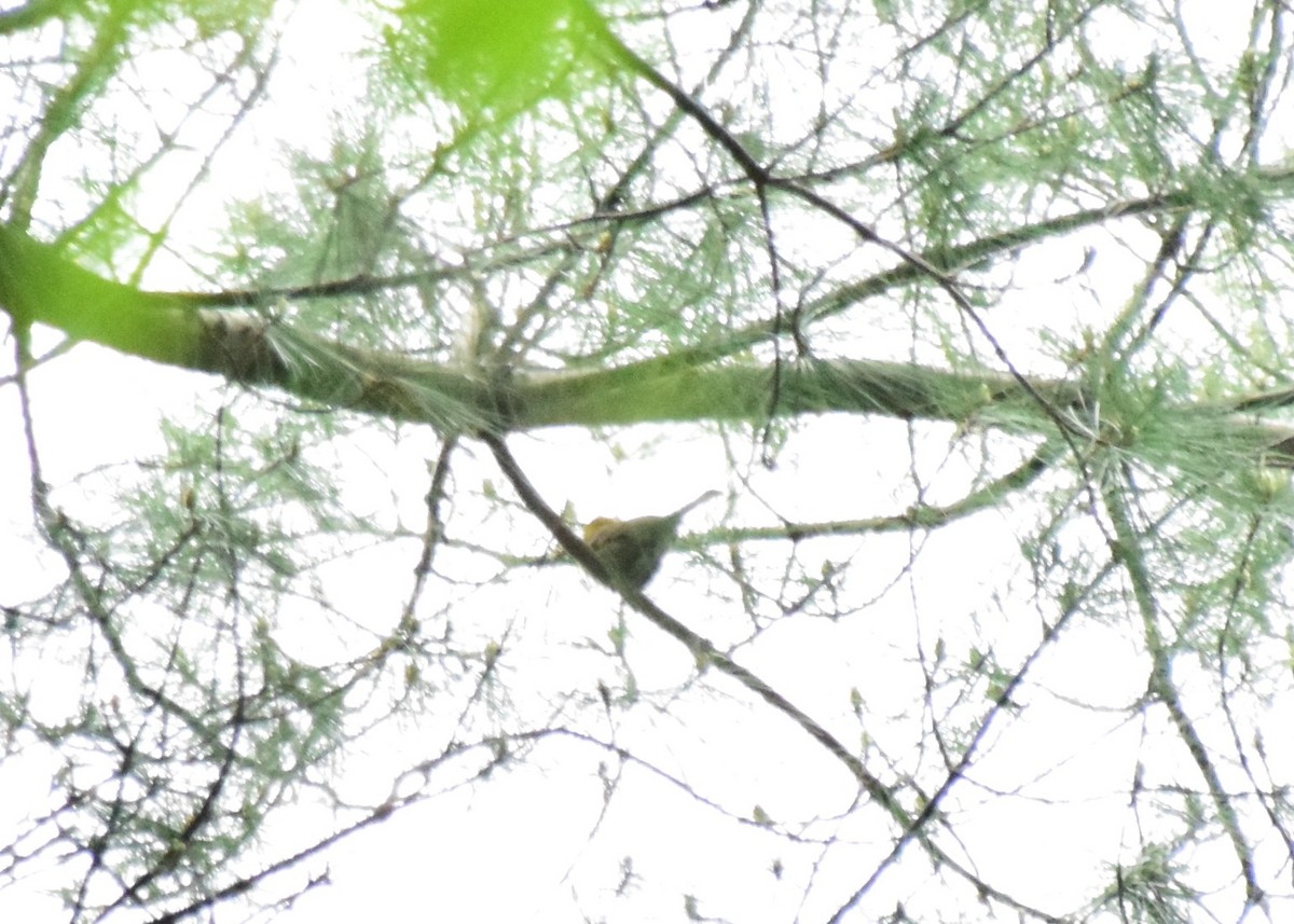 Pine Warbler - ML151009861