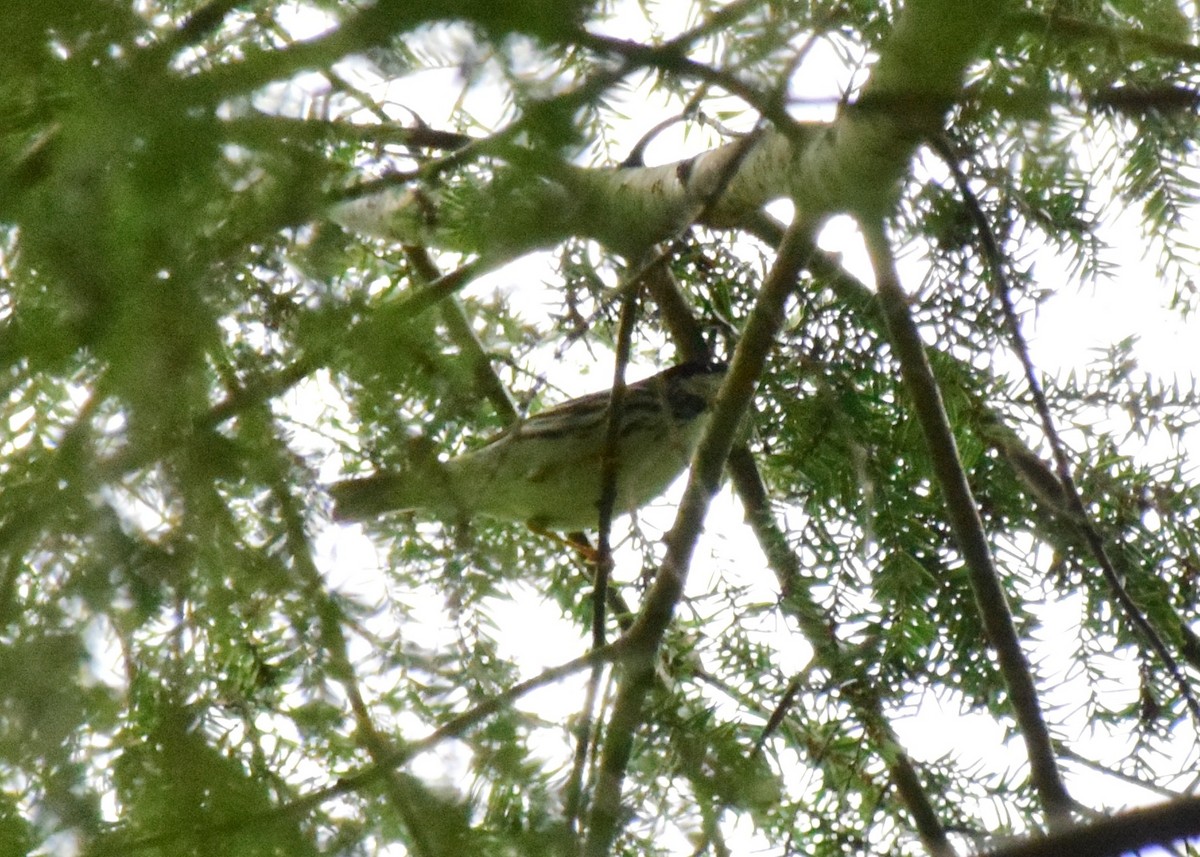 Blackpoll Warbler - ML151009961