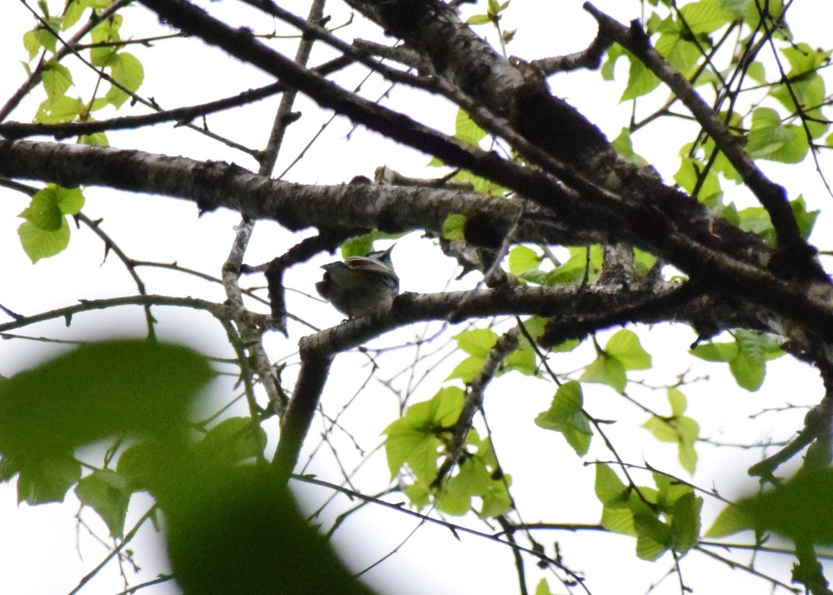 Blackpoll Warbler - ML151009971