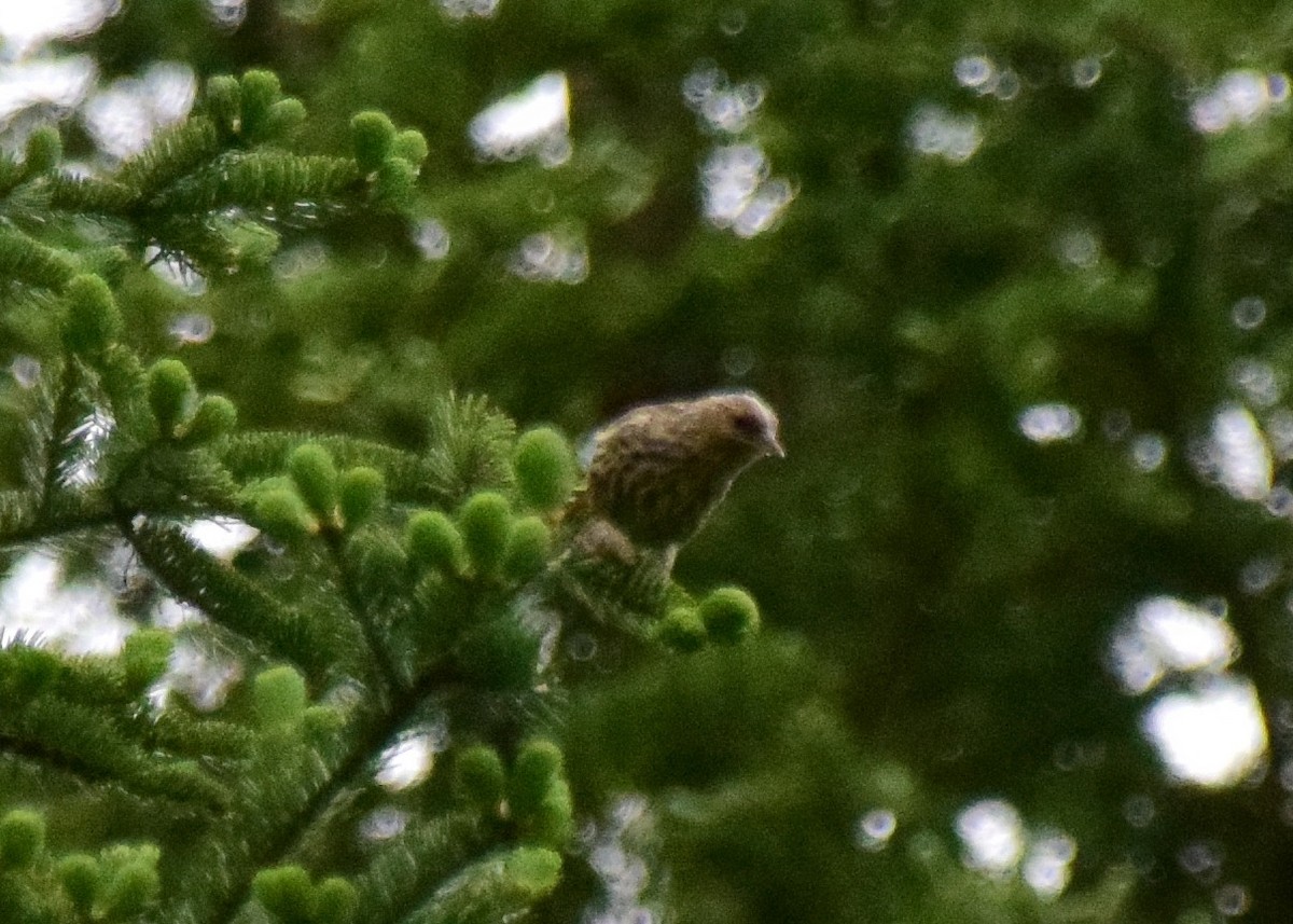 Pine Siskin - ML151010531