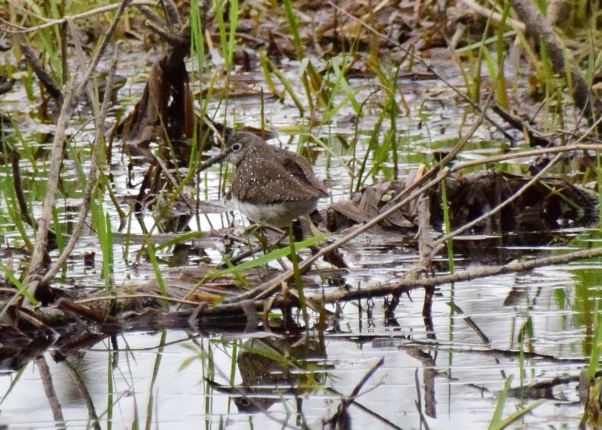 Solitary Sandpiper - ML151010761