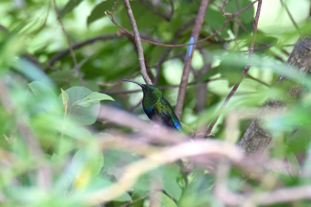 Green-throated Carib - ML151012011