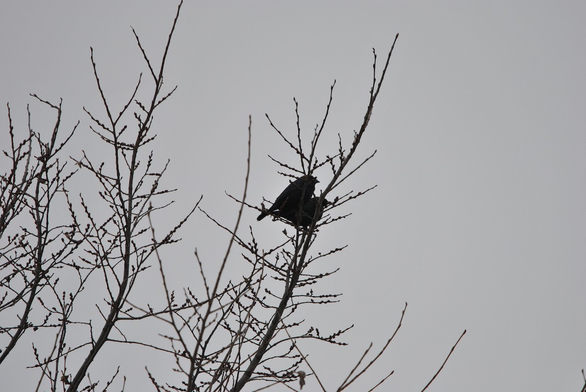 Brown-headed Cowbird - ML151012451