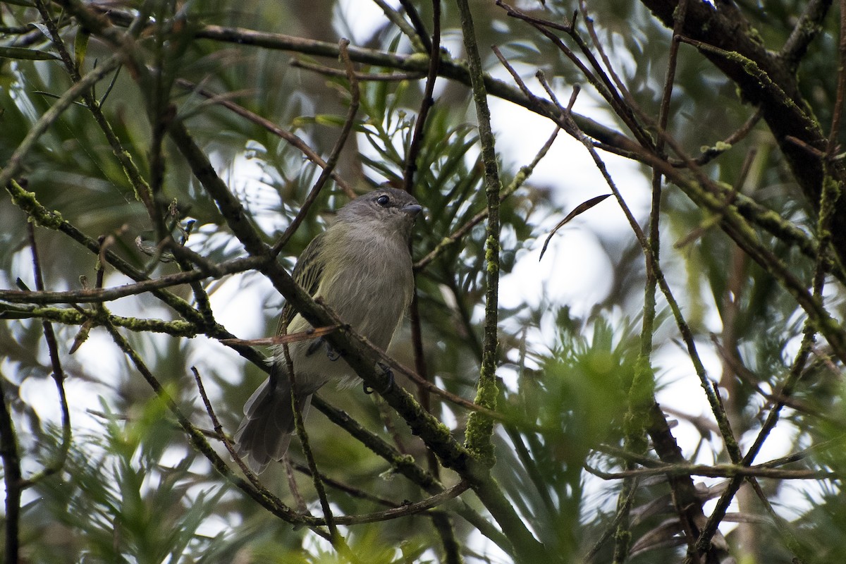 Gray-capped Tyrannulet - Luiz Carlos Ramassotti