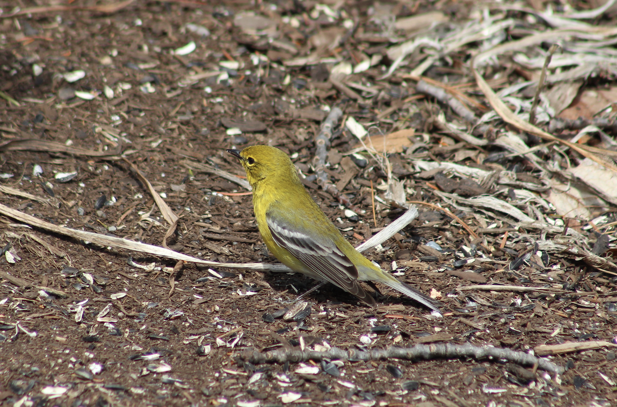 Pine Warbler - ML151012961