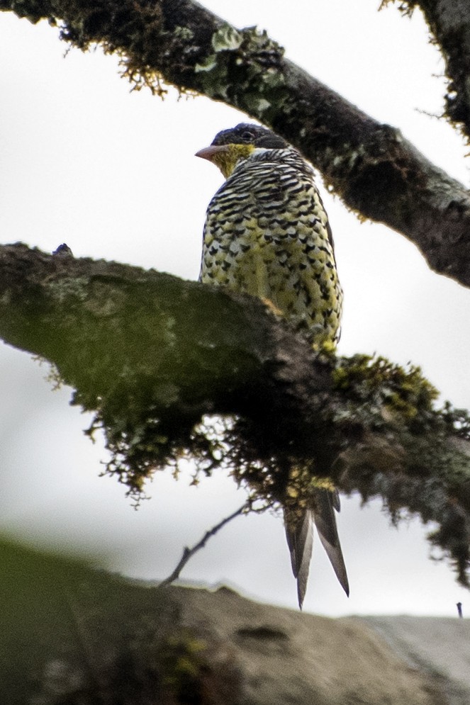 Swallow-tailed Cotinga - Luiz Carlos Ramassotti