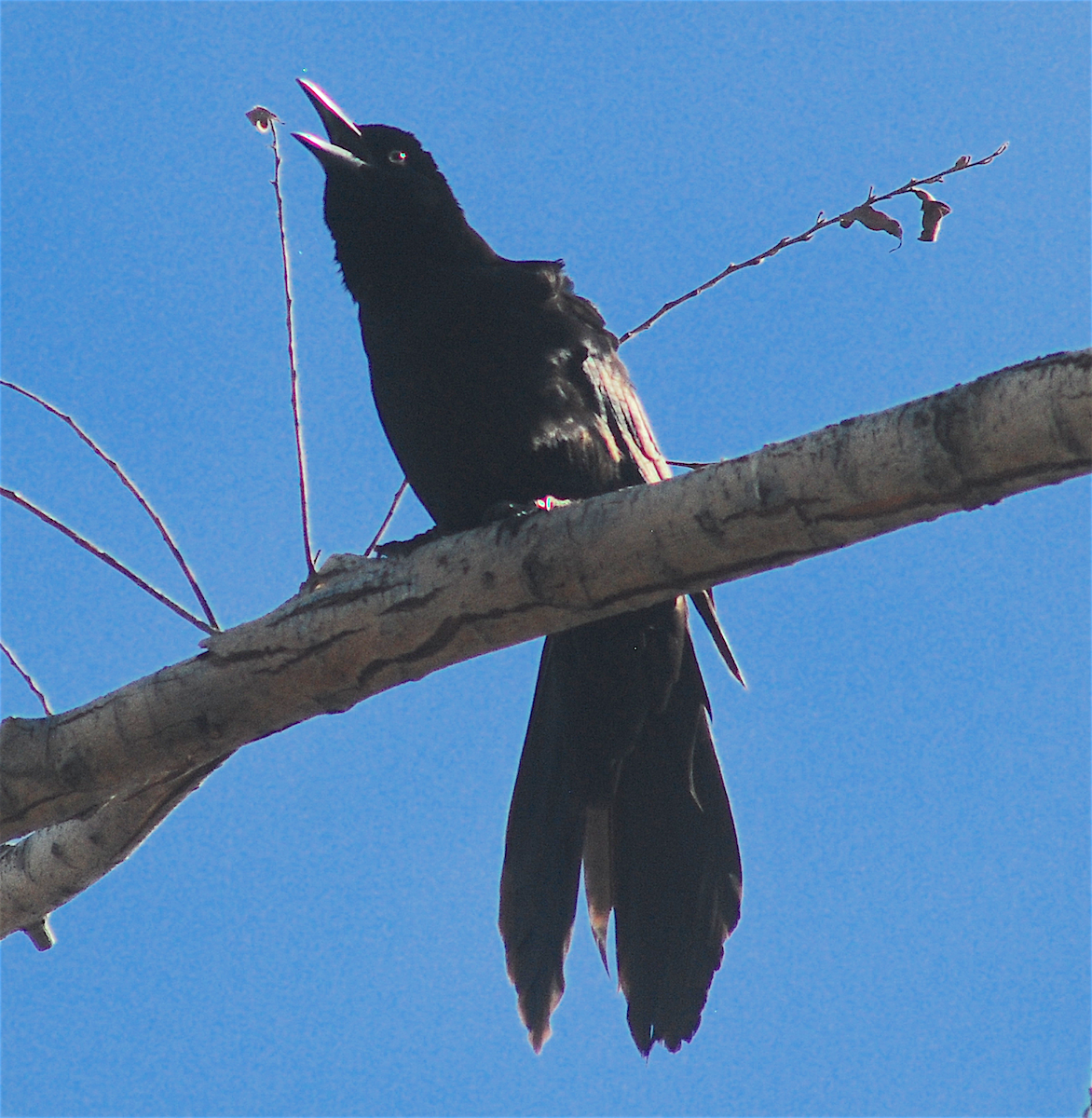 Great-tailed Grackle - ML151013811