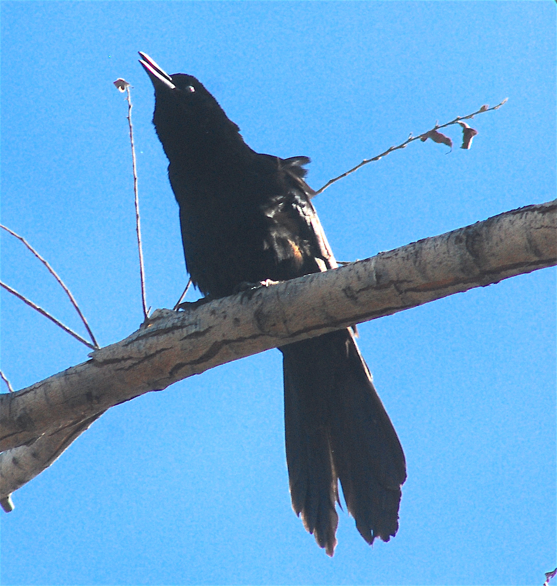 Great-tailed Grackle - ML151013861