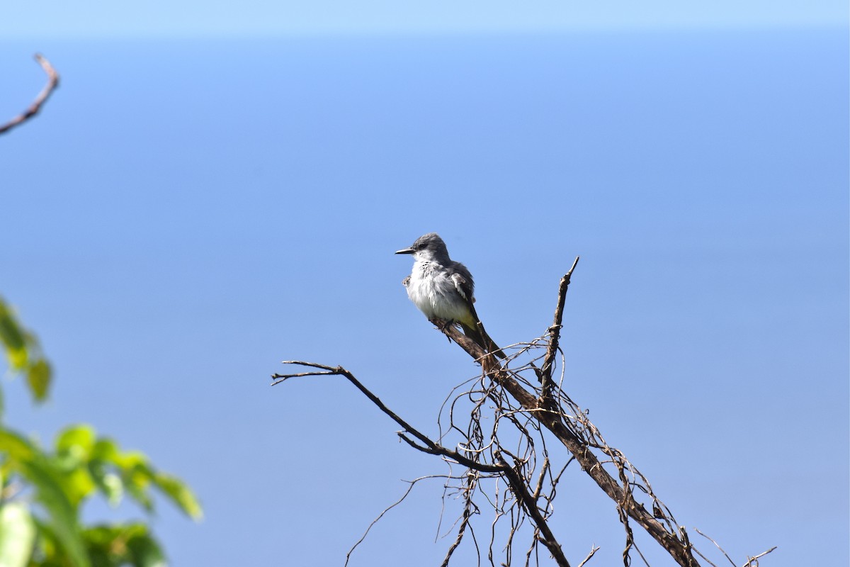 Gray Kingbird - ML151014091