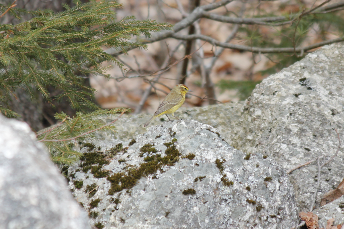 Reinita Palmera (hypochrysea) - ML151015831