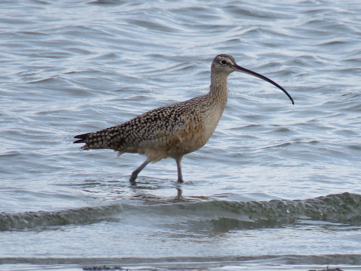 Long-billed Curlew - ML151015951