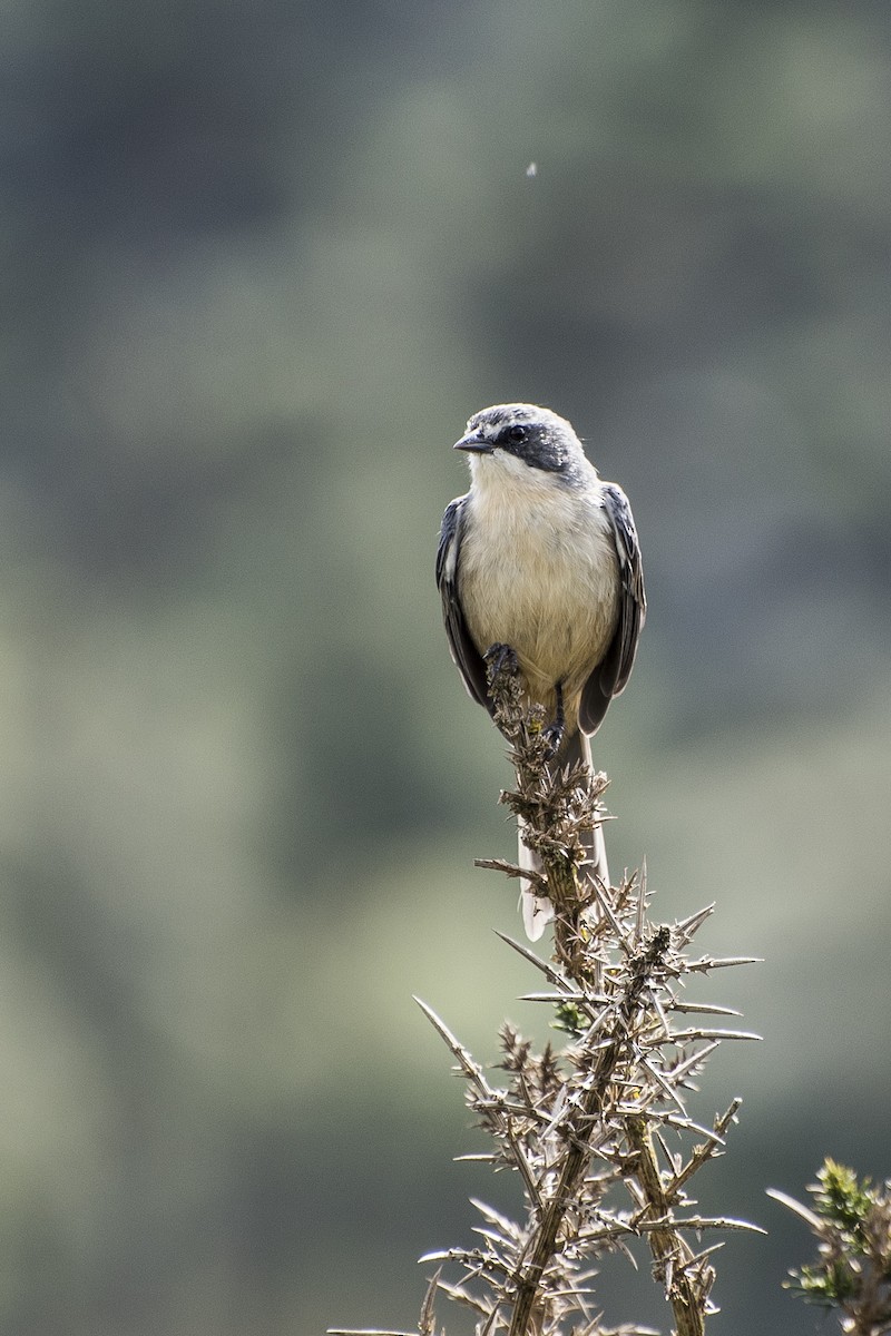 Long-tailed Reed Finch - Luiz Carlos Ramassotti