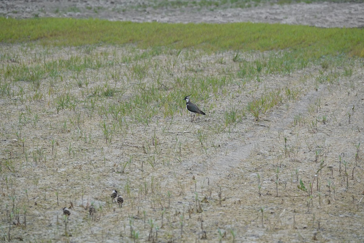 Northern Lapwing - ML151016611