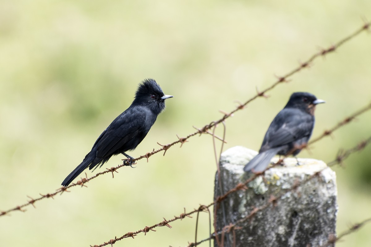 Velvety Black-Tyrant - Luiz Carlos Ramassotti