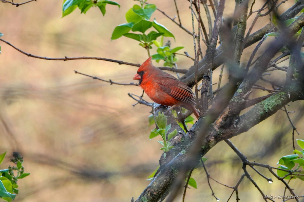 Cardinal rouge (groupe cardinalis) - ML151017281