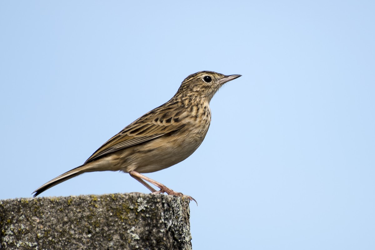 Hellmayr's Pipit - Luiz Carlos Ramassotti